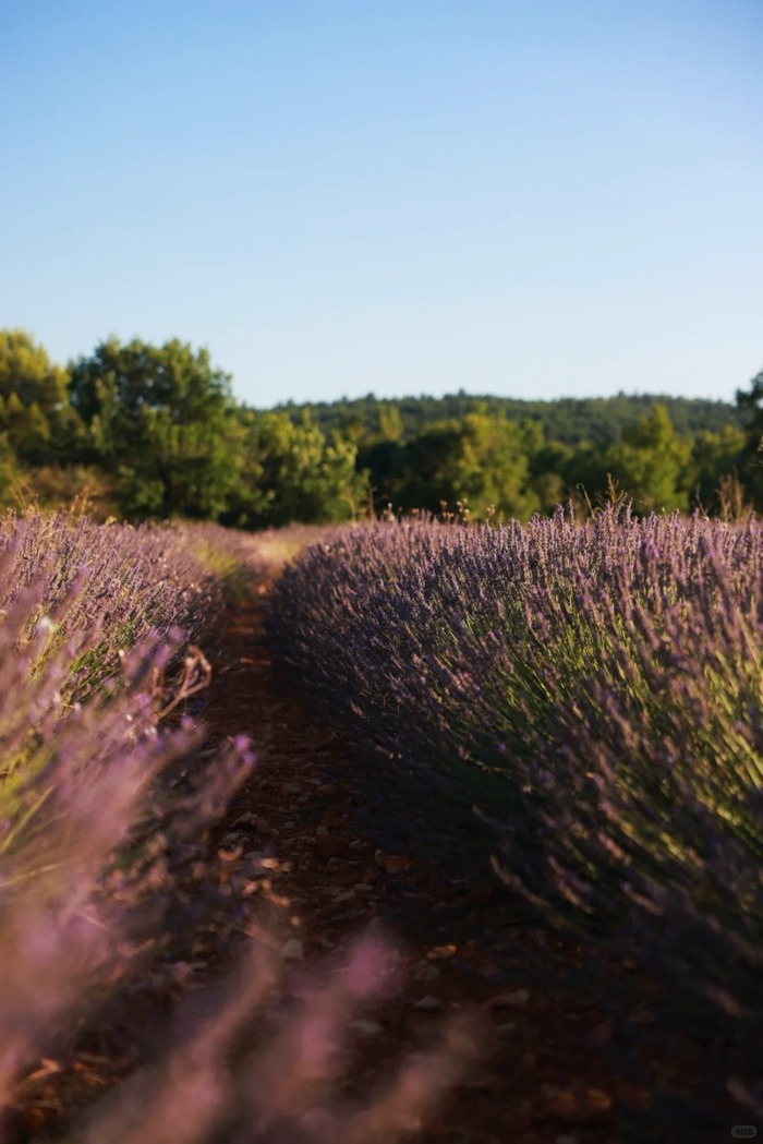 Các cánh đồng oải hương đẹp ở Provence Pháp - Vùng Sault