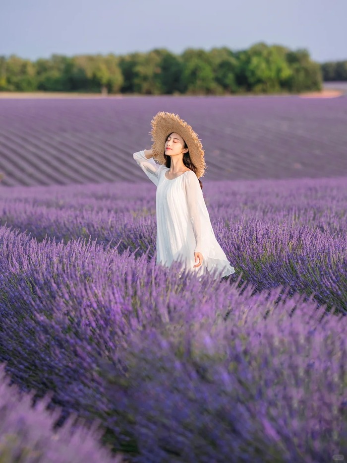 Các cánh đồng oải hương đẹp ở Provence Pháp - Cao nguyên Valensole 