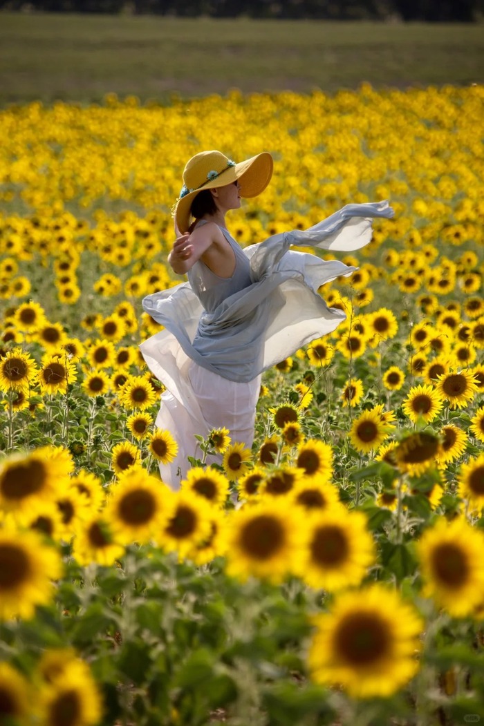 Các cánh đồng oải hương đẹp ở Provence Pháp - Cao nguyên Valensole 