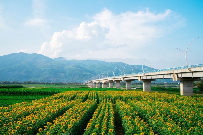 điểm check in mới ở Đà Nẵng vườn hoa hướng dương rực rỡ ven sông Vu Gia