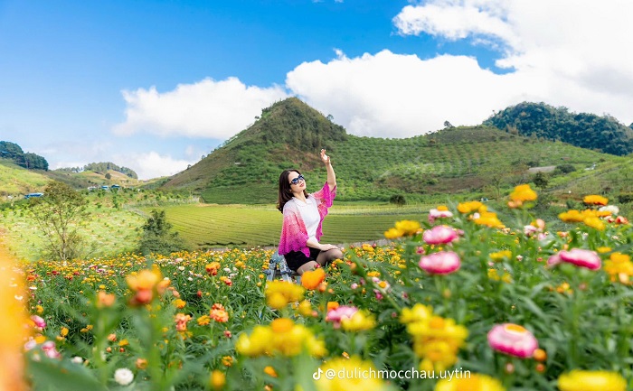 Giá vé vào đồi hoa bất tử Mộc Châu là 50.000 đồng