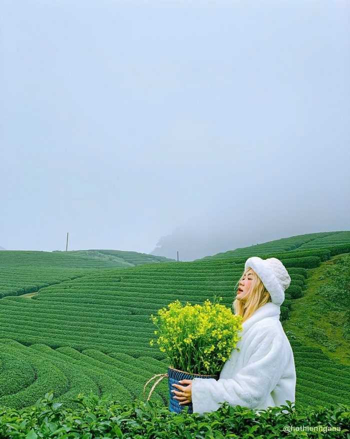 Đồi chè Mộc Châu gần đồi hoa bất tử Mộc Châu đẹp như tranh vẽ.