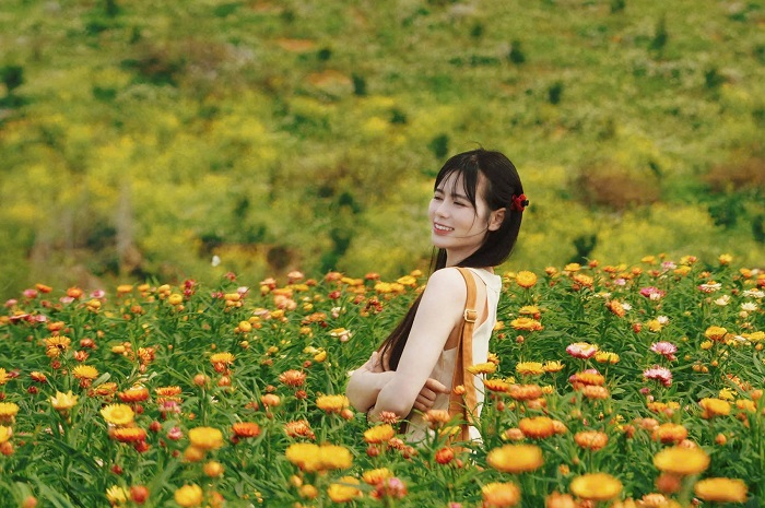 Đường đi đồi hoa bất tử Mộc Châu không khó khăn