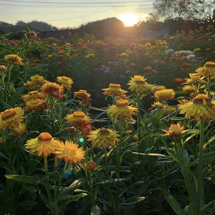 Tới đồi hoa bất tử Mộc Châu ngay thôi nào
