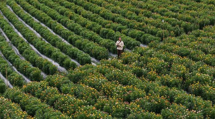 Các luống đồi hoa bất tử Mộc Châu được chăm sóc kỹ lưỡng