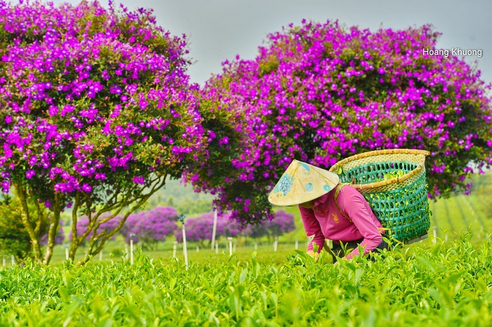 Bạn có thể tới ngắm mùa hoa mua tím Bảo Lộc dễ dàng