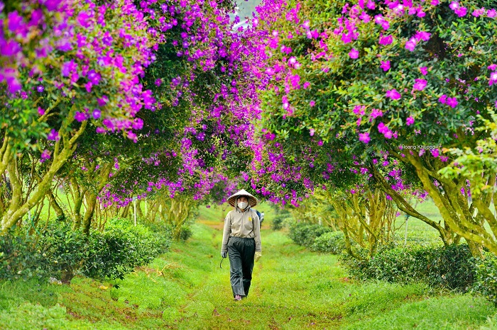 Mùa hoa mua tím Bảo Lộc nở rực rỡ trên đồi chè