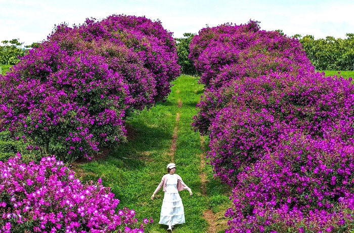 Mùa hoa mua tím Bảo Lộc hứa hẹn những bức hình nghìn like