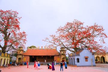 Mùa hoa gạo đỏ lửa nơi làng quê Thái Bình qua góc máy của chàng photographer Bùi Tuấn