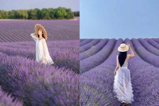 Lạc bước giữa ‘thiên đường tím’ tại 5 cánh đồng oải hương đẹp ở Provence Pháp