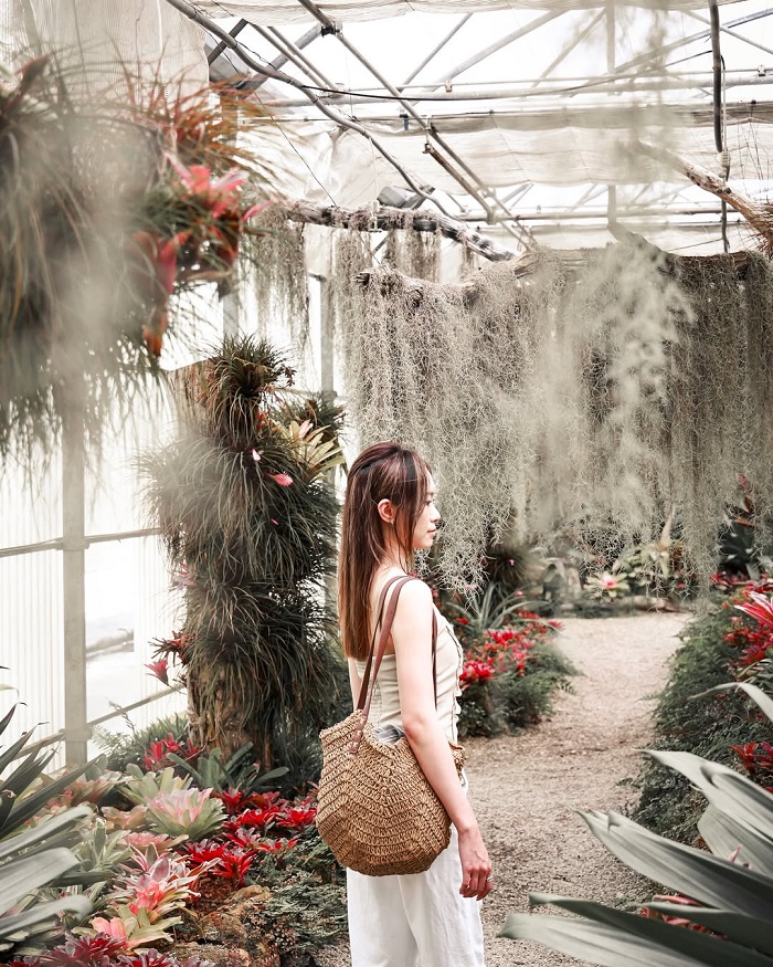 Vườn ươm xương rồng Botanic Garden Thái Lan với hệ thống nhà kính hiện đại