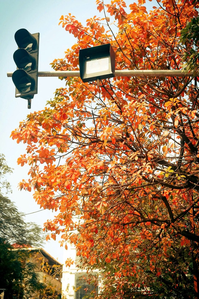 Nữ nhiếp ảnh gia bắt trọn khoảnh khắc lá rơi giữa lòng thủ đô, làm cho bức ảnh trở nên sinh động. Ảnh: Thu Thảo