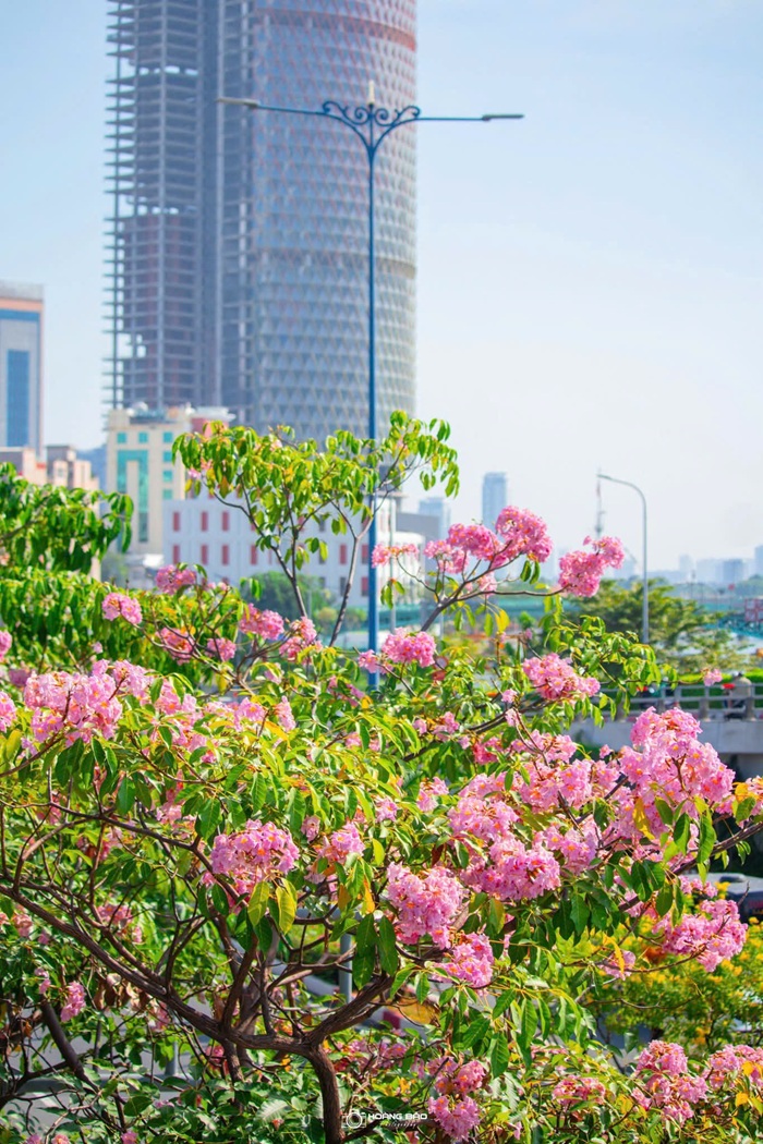 Những cây hoa kèn hồng tại TPHCM lại nở rộ khoe sắc trên phố phường. Ảnh: Hoàng Bảo
