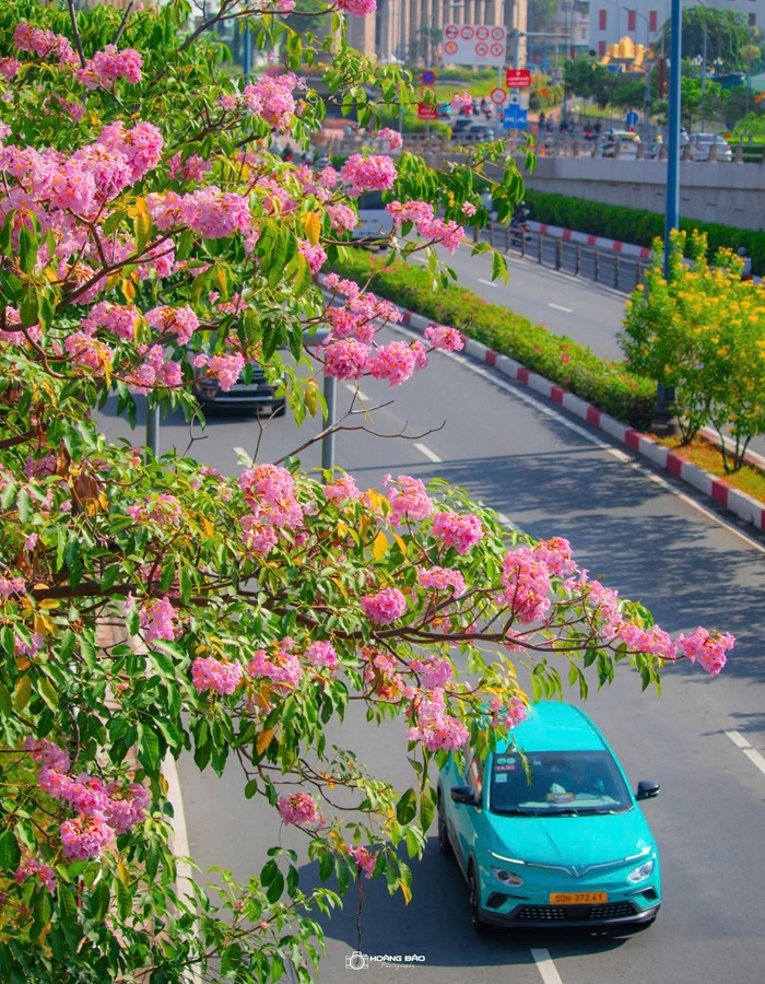 Hoa kèn hồng còn được mệnh danh là 