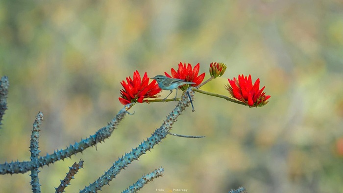 Hình ảnh chú chim đậu trên cành hoa, tạo nên khoảnh khắc sinh động cho bức ảnh. Ảnh: Nguyễn Hải Triều
