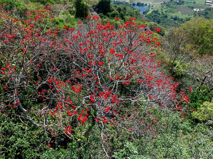 Trong y học cổ truyền, hoa vông nem còn là một vị thuốc nam quen thuộc. Ảnh: Nguyễn Hải Triều