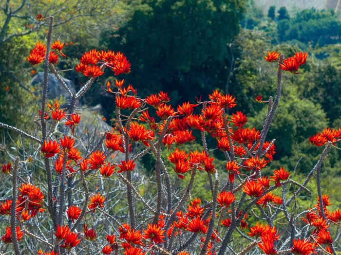 Màu đỏ của hoa nổi bật trên nền vách đá, tạo nên ấn tượng thị giác cho người xem. Ảnh: Nguyễn Hải Triều