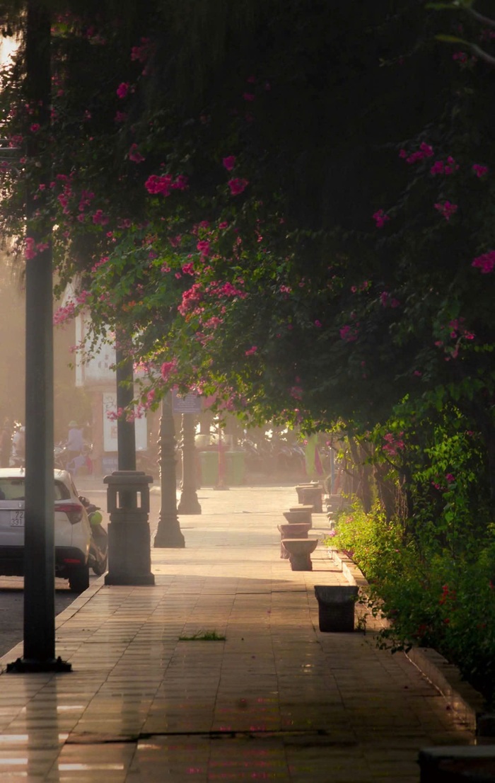 Ánh nắng len qua hàng cây và những giàn hoa giấy buông rủ xuống vỉa hè, tạo nên khung cảnh yên bình. Ảnh: Tuấn Thành