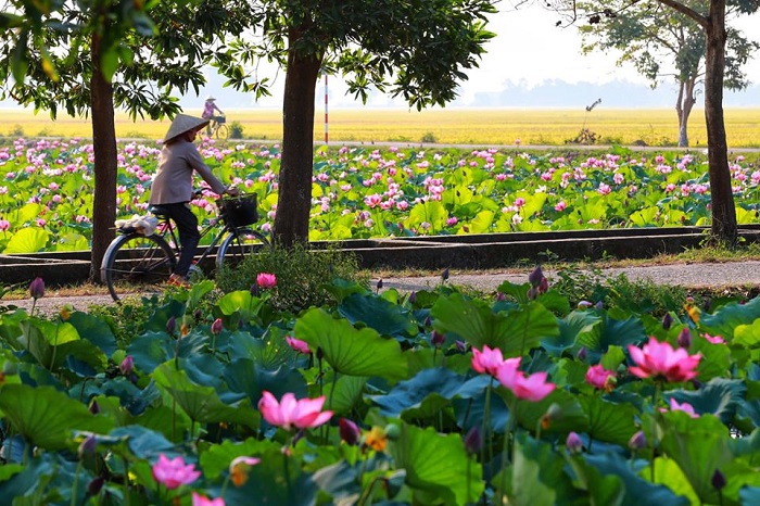 mùa hoa sen ở Huế