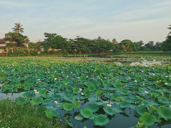 mùa hoa sen ở Huế