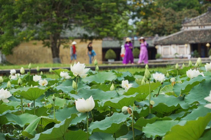 mùa hoa sen ở Huế