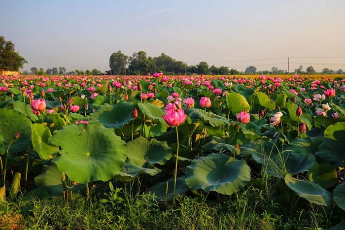 mùa hoa sen ở Huế