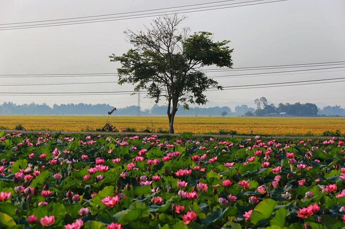 mùa hoa sen ở Huế