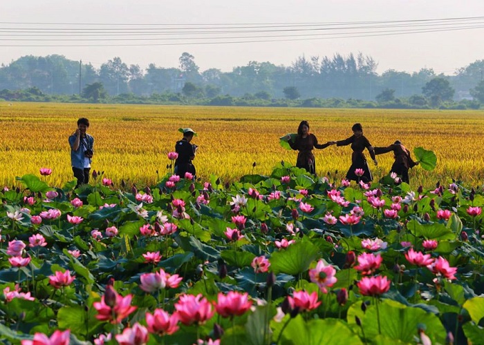 mùa hoa sen ở Huế