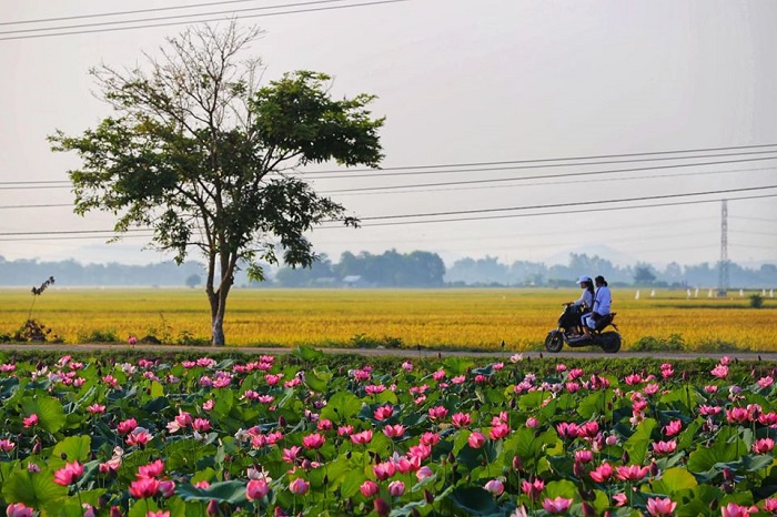 mùa hoa sen ở Huế