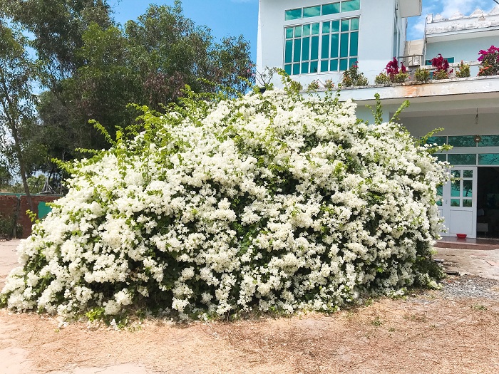 cây hoa giấy trắng Vũng Tàu