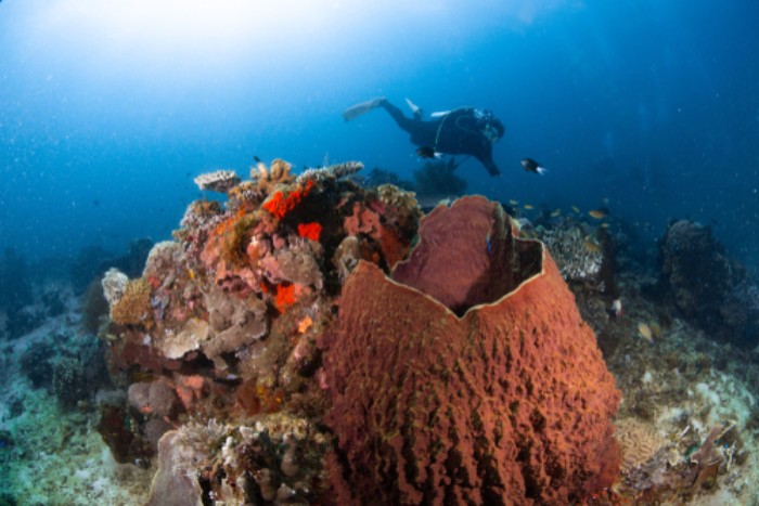 Quần đảo Derawan - địa điểm lặn biển ở Indonesia