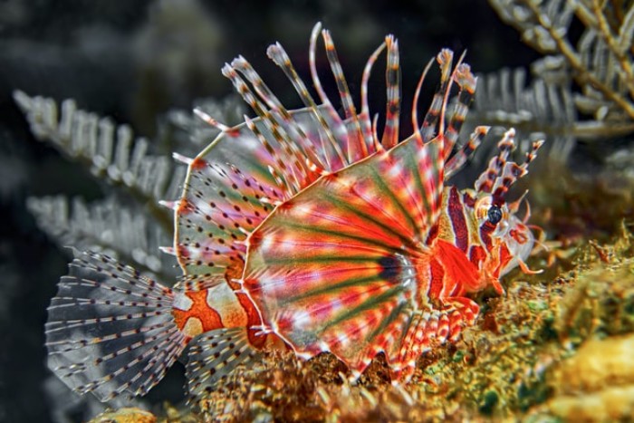 Eo biển Lembeh - địa điểm lặn biển ở Indonesia