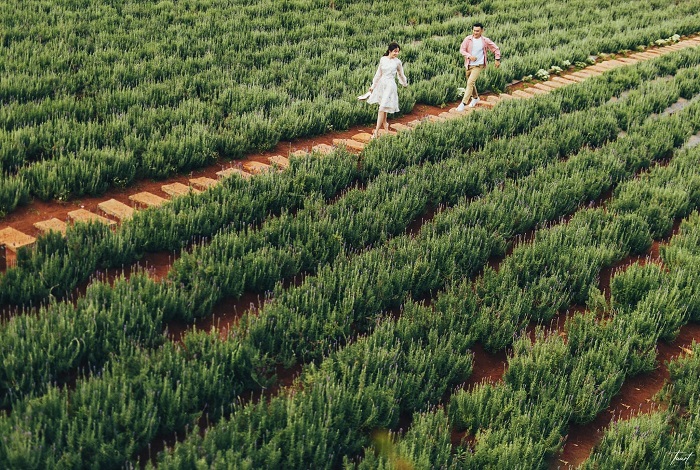 vườn hoa lavender Túi Thương Nhớ Đà Lạt