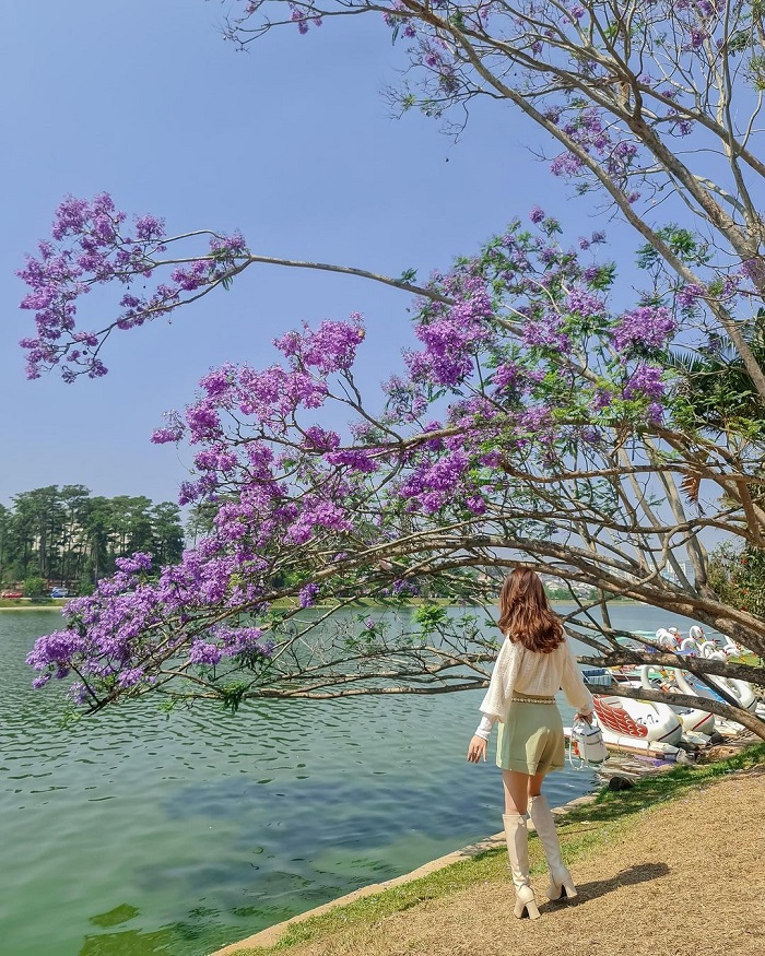 Khám phá vẻ đẹp tuyệt vời của cây hoa phượng tím ở Đà Lạt. Hãy chiêm ngưỡng những bông hoa tím rực rỡ và thưởng thức không khí se lạnh mát mẻ của thành phố ngàn hoa này.