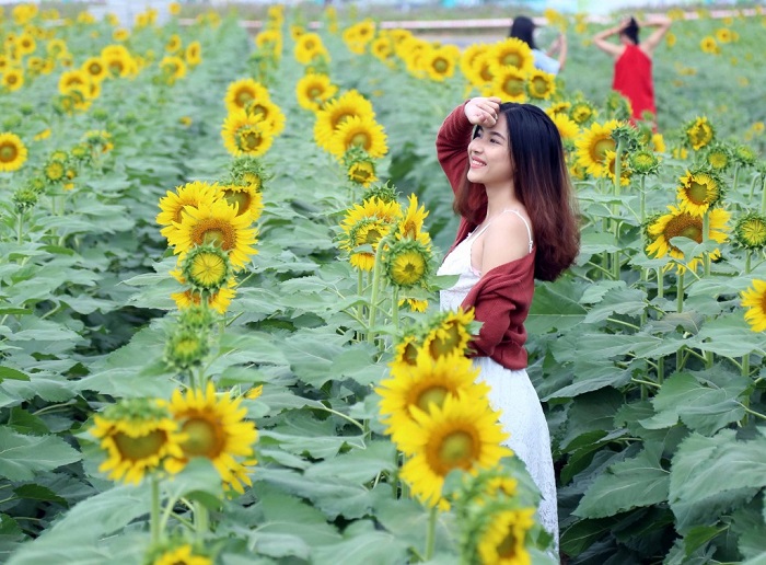 Những vườn hoa hướng dương đẹp ở Việt Nam - cánh đồng hoa hướng dương ở Bà Rịa