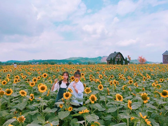 Những vườn hoa hướng dương đẹp ở Việt Nam - cánh đồng hoa hướng dương ở Bắc Giang