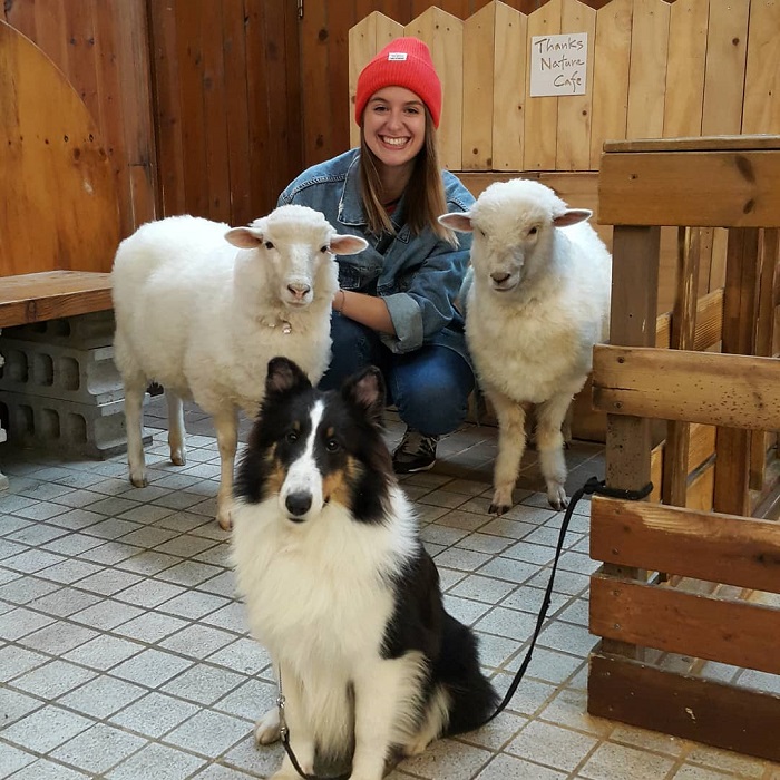 quán cà phê thú cưng ở Seoul