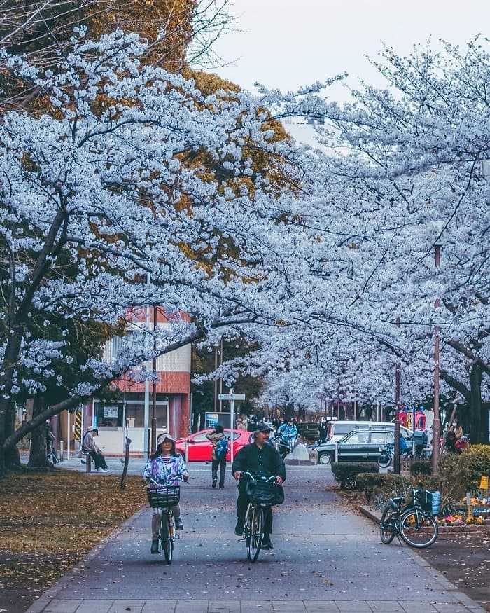 trải nghiệm mùa xuân Nhật Bản - thời tiết