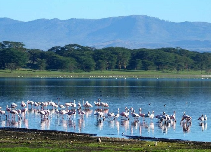 Hồ Naivasha Kenya, điểm đến không thể bỏ qua khi đi safari. 