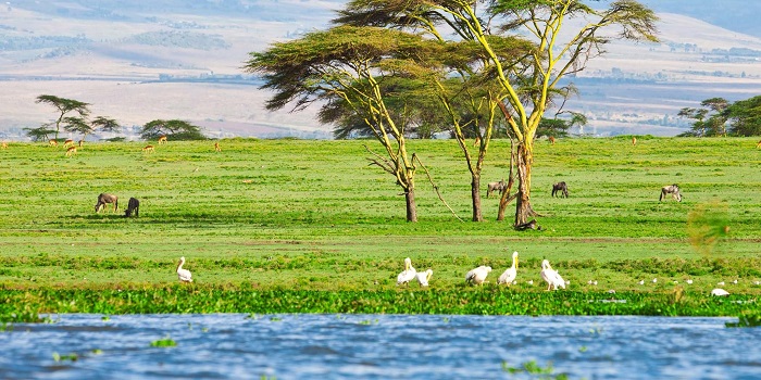  Hồ Naivasha Kenya là hồ nước ngọt có diện tích lên đến 100 km2.