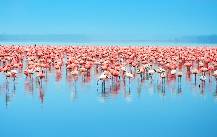 Hồ Naivasha Kenya