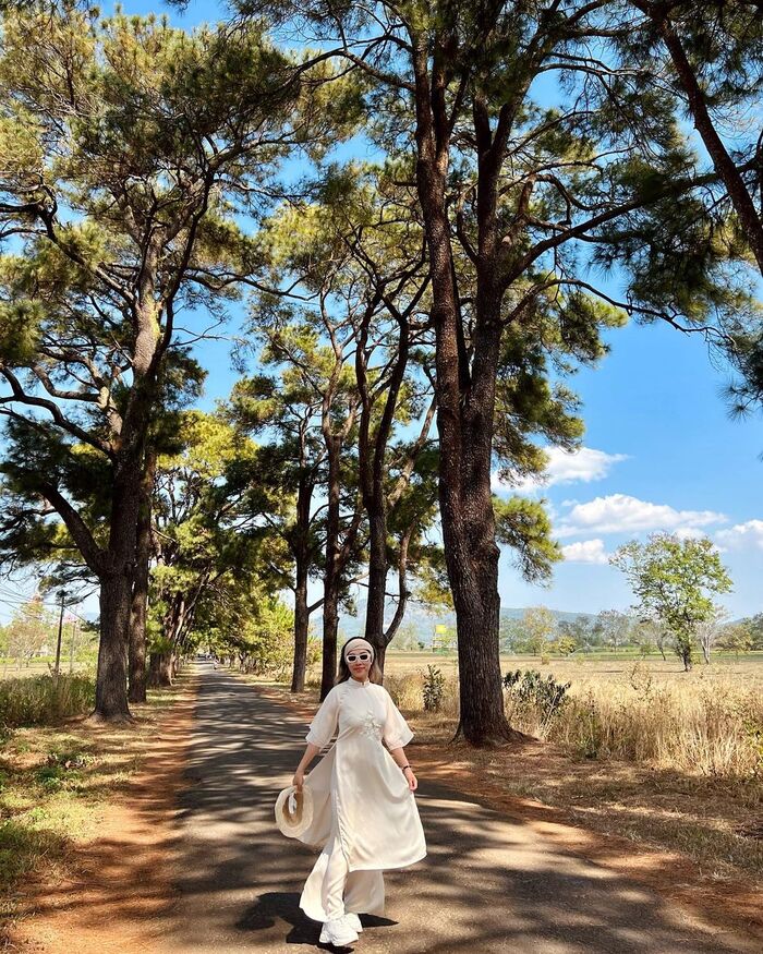 hàng thông trăm tuổi Gia Lai