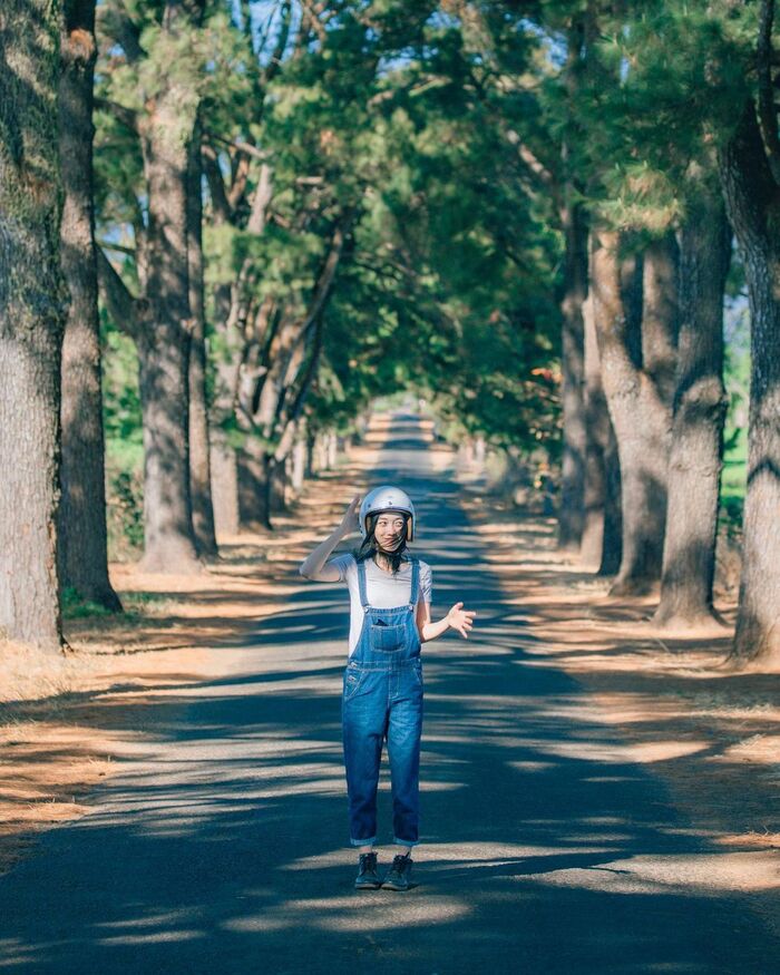 hàng thông trăm tuổi Gia Lai