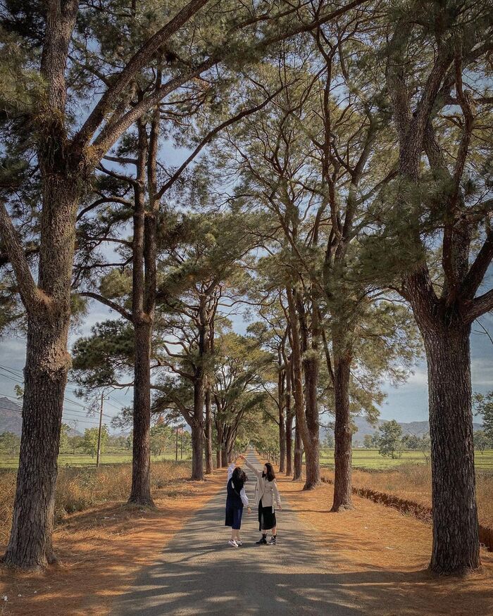 hàng thông trăm tuổi Gia Lai