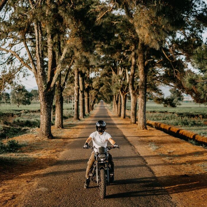 hàng thông trăm tuổi Gia Lai