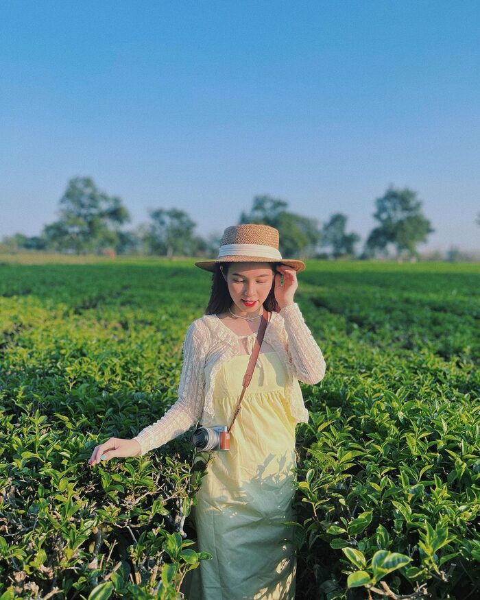 hàng thông trăm tuổi Gia Lai