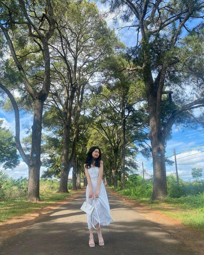 Hàng thông trăm tuổi Gia Lai là một trong những địa điểm tham quan và sống ảo nổi tiếng tại phố núi