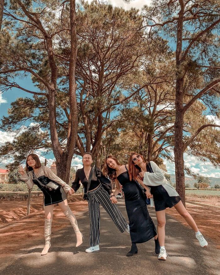 hàng thông trăm tuổi Gia Lai