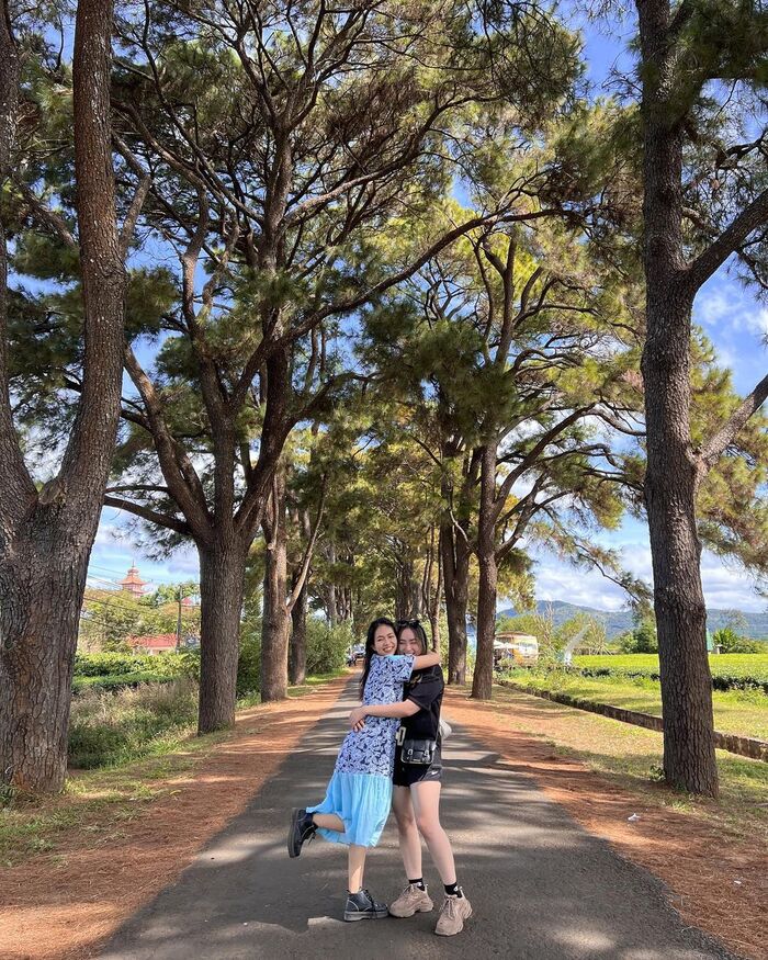 hàng thông trăm tuổi Gia Lai