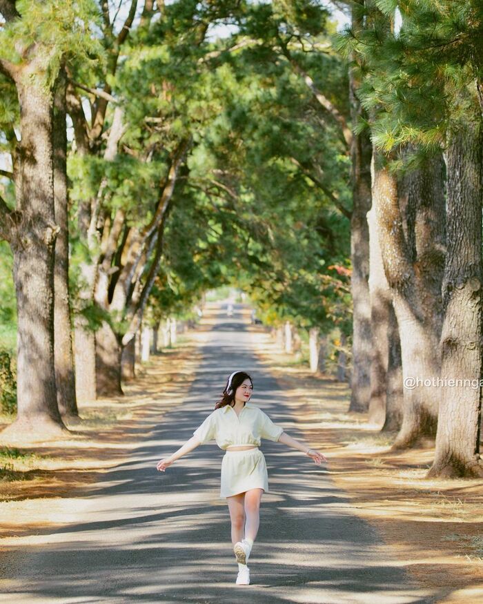 Khung cảnh thơ mộng của hàng thông trăm tuổi Gia Lai